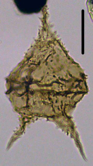 Cerodinium cpx denticulate Dden27X2011301125.jpg